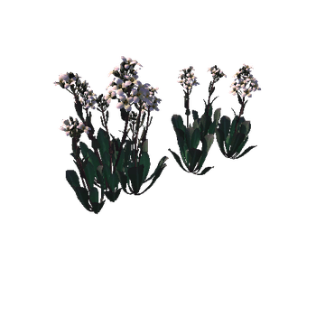 Flower Daggerpod5_1